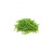 SALICORNIA IMP EMB.100GR APROX.